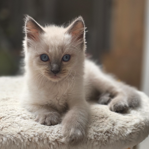 Foto van de poes