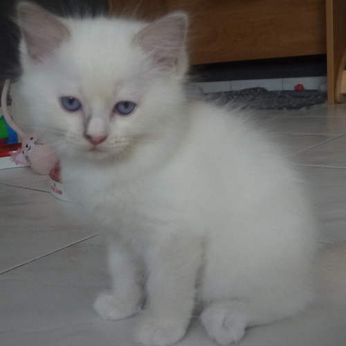 Foto van de poes