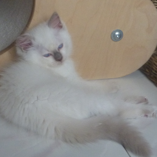 Foto van de poes