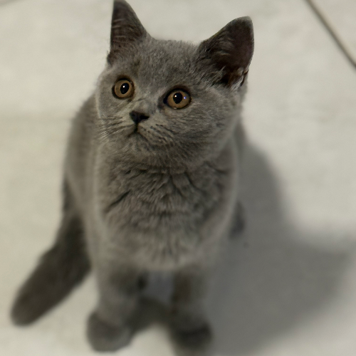 Foto van de poes