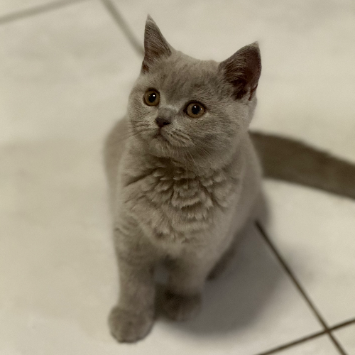 Foto van de poes