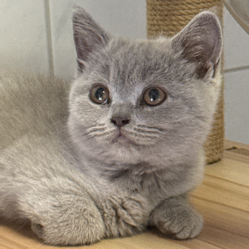Foto van de poes