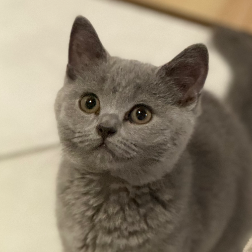 Foto van de poes