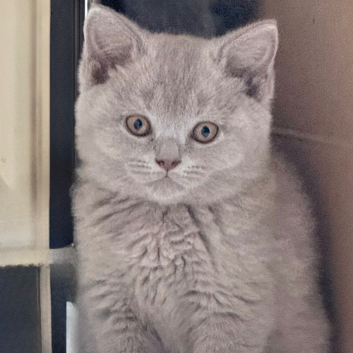 Foto van de poes