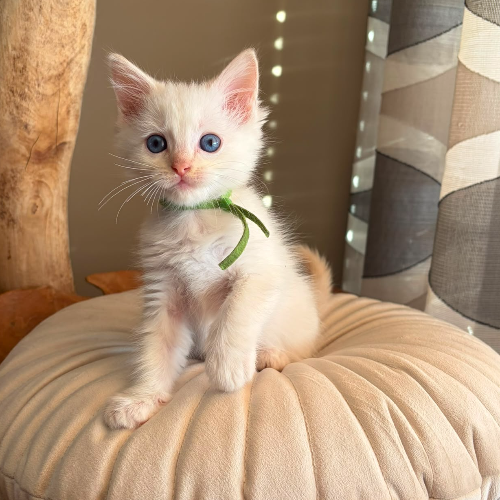 Foto van de poes