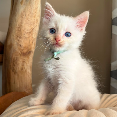 Foto van de poes