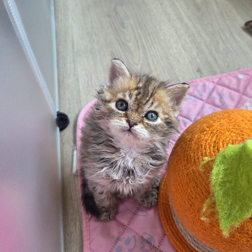 Foto van de poes