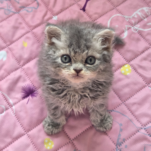 Foto van de poes