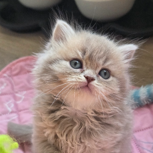Foto van de poes