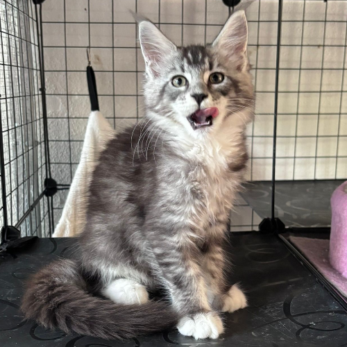 Foto van de poes