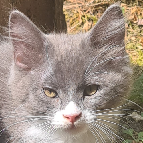 Foto van de poes