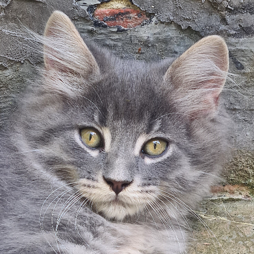 Foto van de poes
