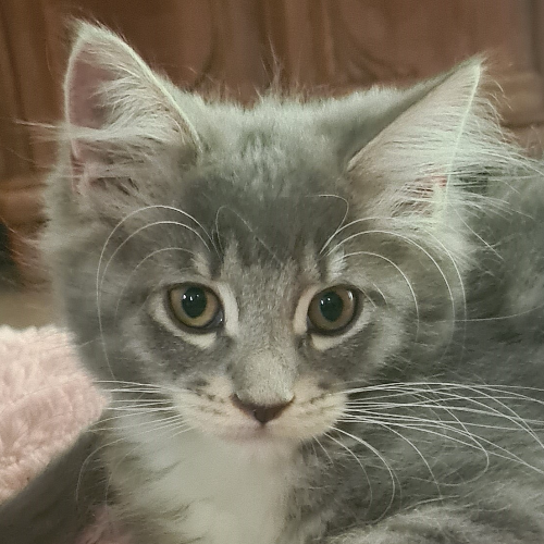 Foto van de poes