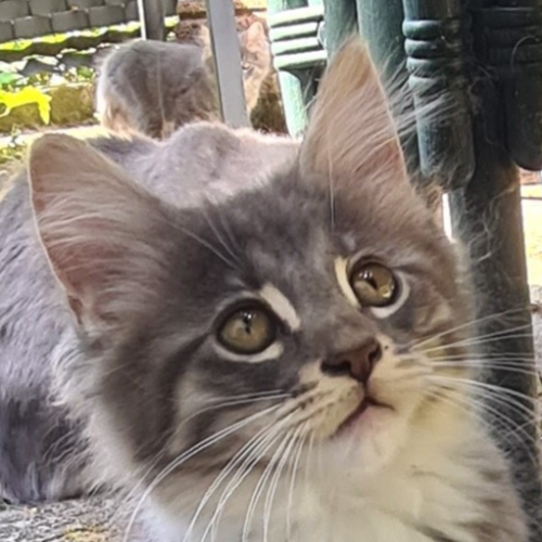 Foto van de poes