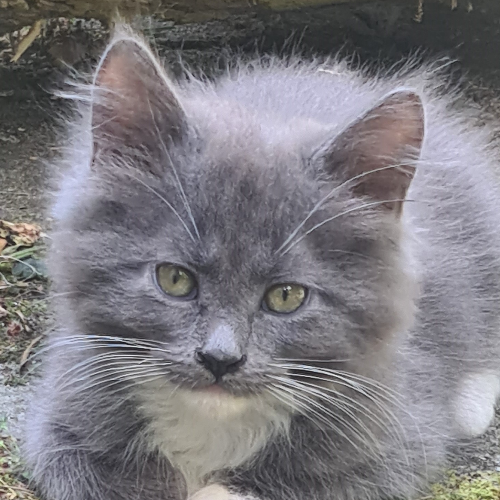 Foto van de poes