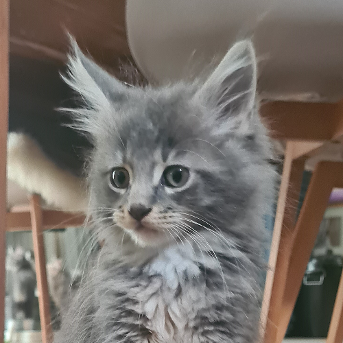 Foto van de poes