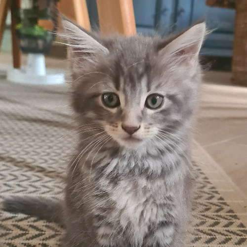 Foto van de poes