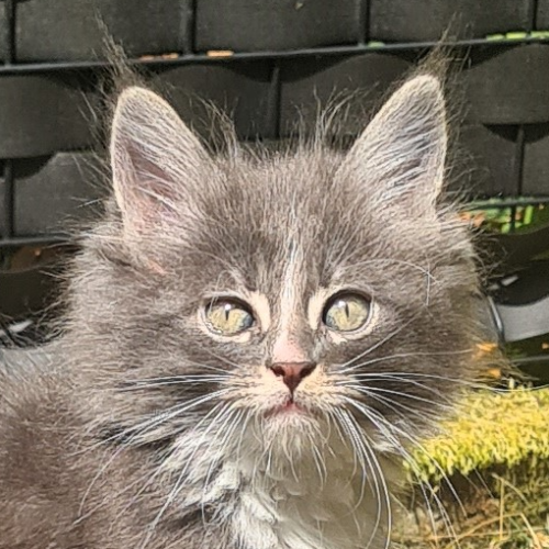 Foto van de poes