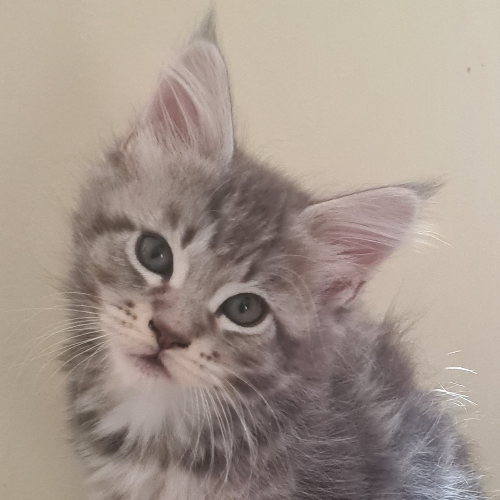 Foto van de poes