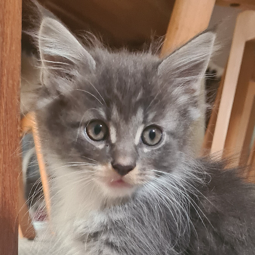 Foto van de poes