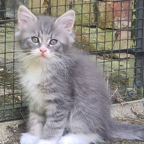 Foto van de poes