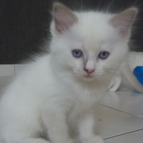 Foto van de poes
