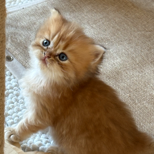 Foto van de poes
