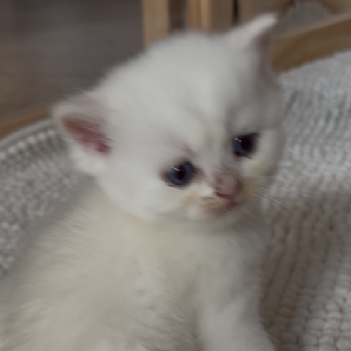 Foto van de poes