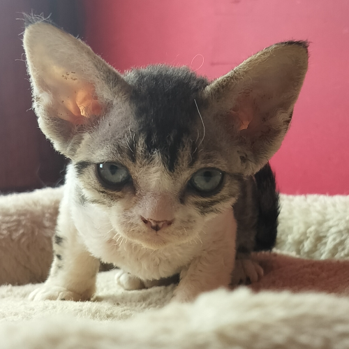 Foto van de poes