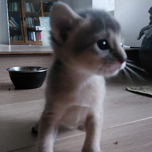 Foto van de poes