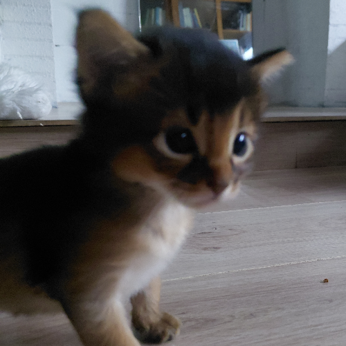 Foto van de poes