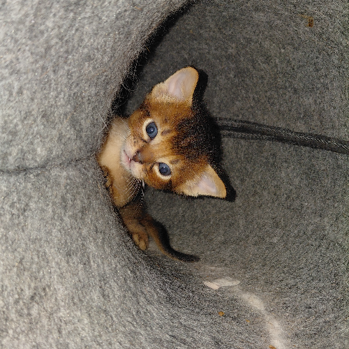 Foto van de poes