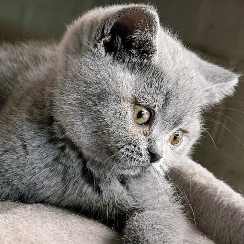 Foto van de poes