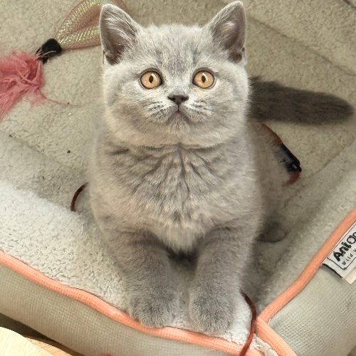 Foto van de poes