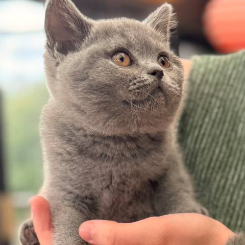 Foto van de poes