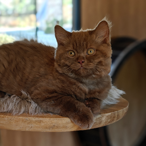 Foto van de poes
