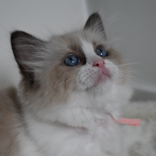 Foto van de poes