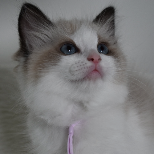 Foto van de poes