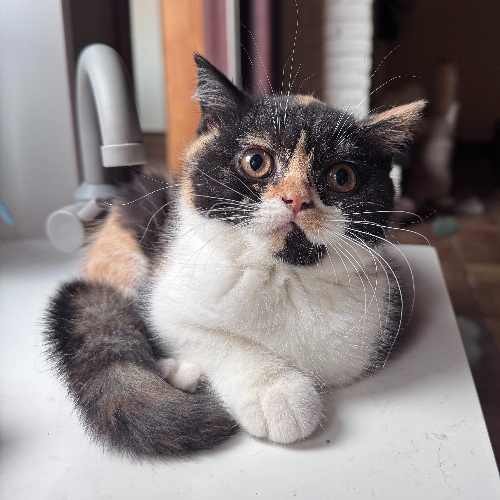 Foto van de poes