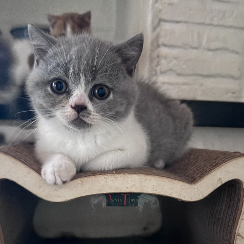 Foto van de poes