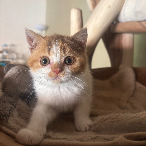 Foto van de poes