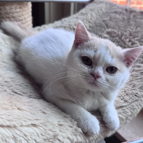 Foto van de poes