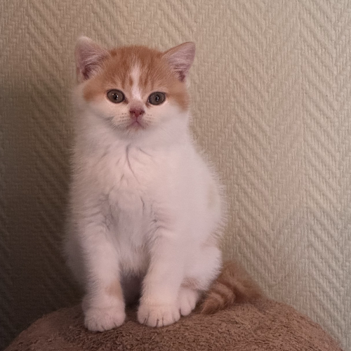 Foto van de poes