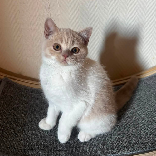 Foto van de poes
