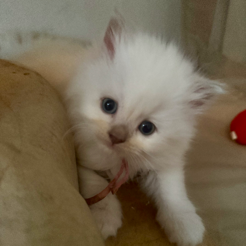 Foto van de poes