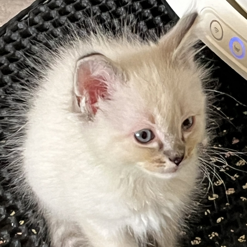 Foto van de poes