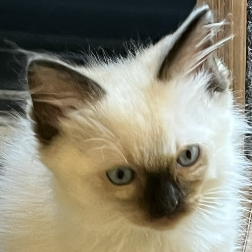 Foto van de poes