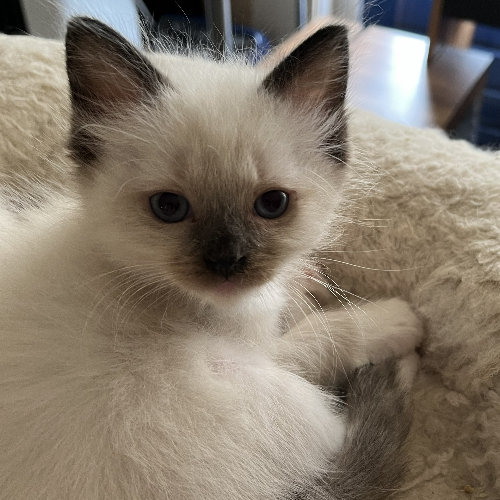 Foto van de poes