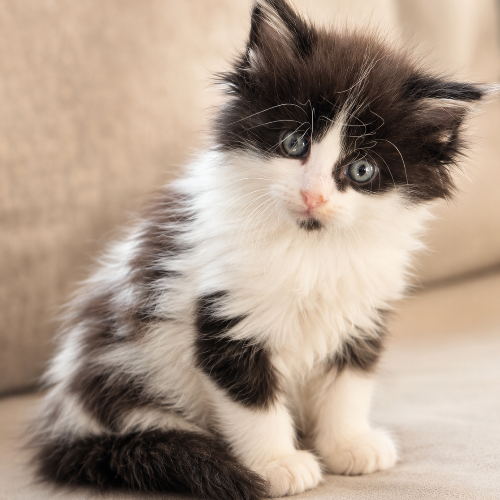 Foto van de poes