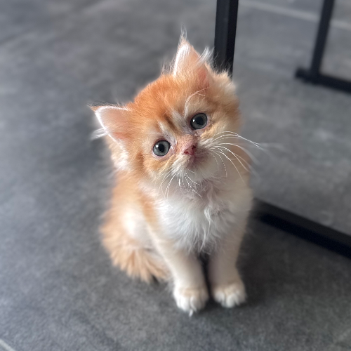 Foto van de poes